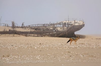 Black-Backed Jackal by Unknown